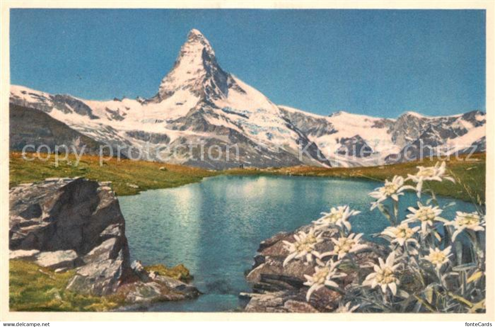 13114162 Zermatt VS Matterhorn Walliser Alpen Edelweiss Riffelsee Bergsee Wallis - Sonstige & Ohne Zuordnung