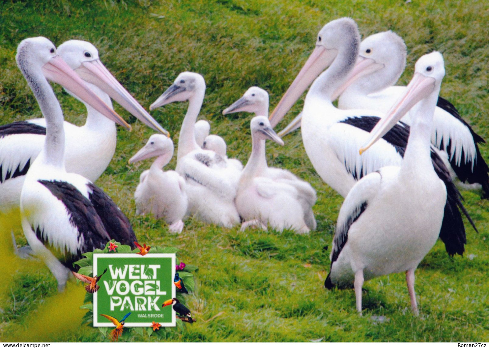 Vogelpark Walsrode (Bird Park), Germany - Pelican - Walsrode