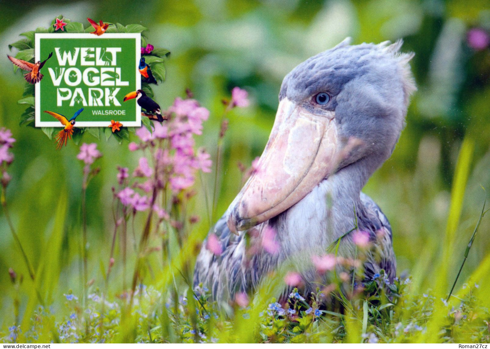 Vogelpark Walsrode (Bird Park), Germany - Shoebill - Walsrode