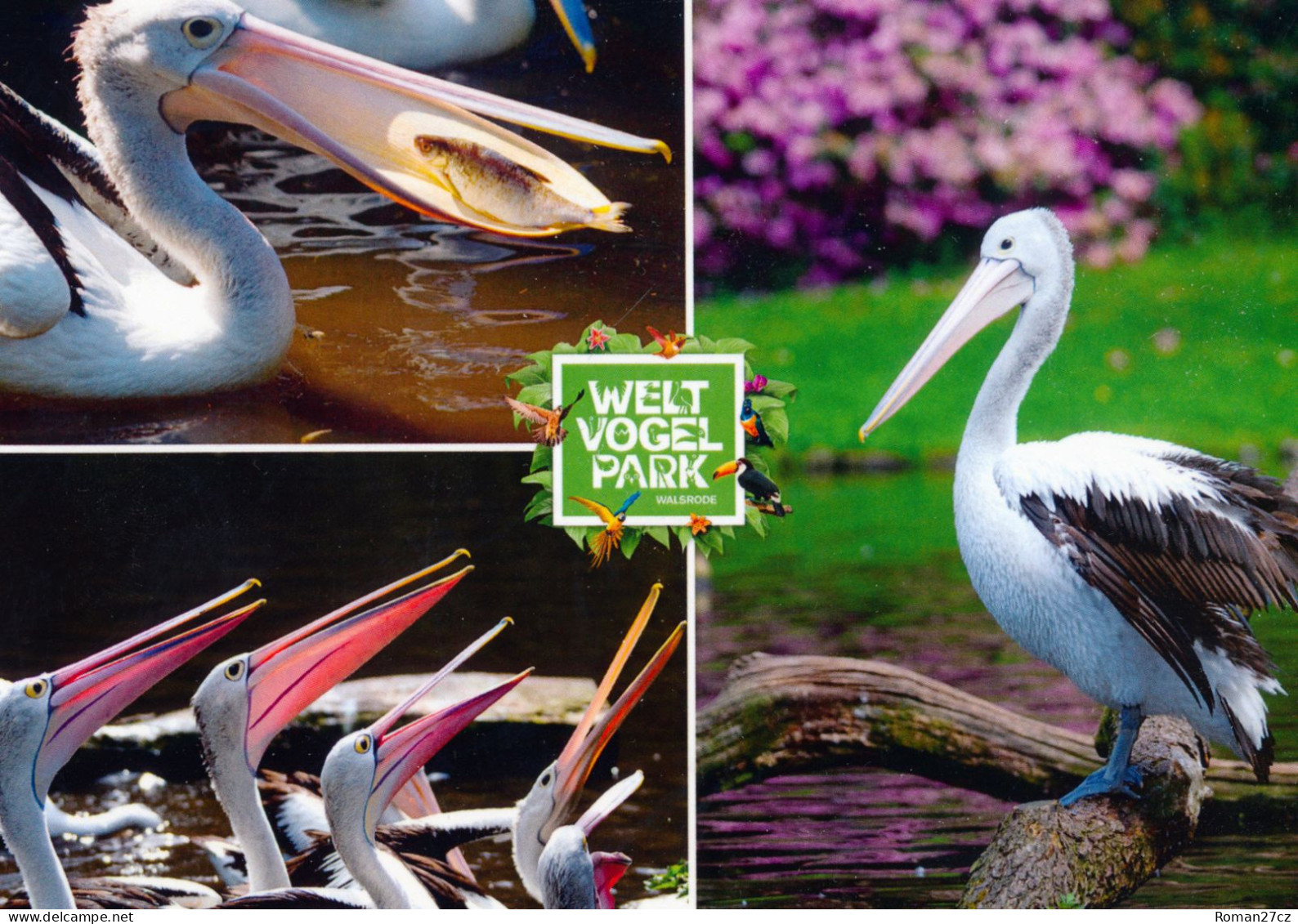 Vogelpark Walsrode (Bird Park), Germany - Pelican - Walsrode