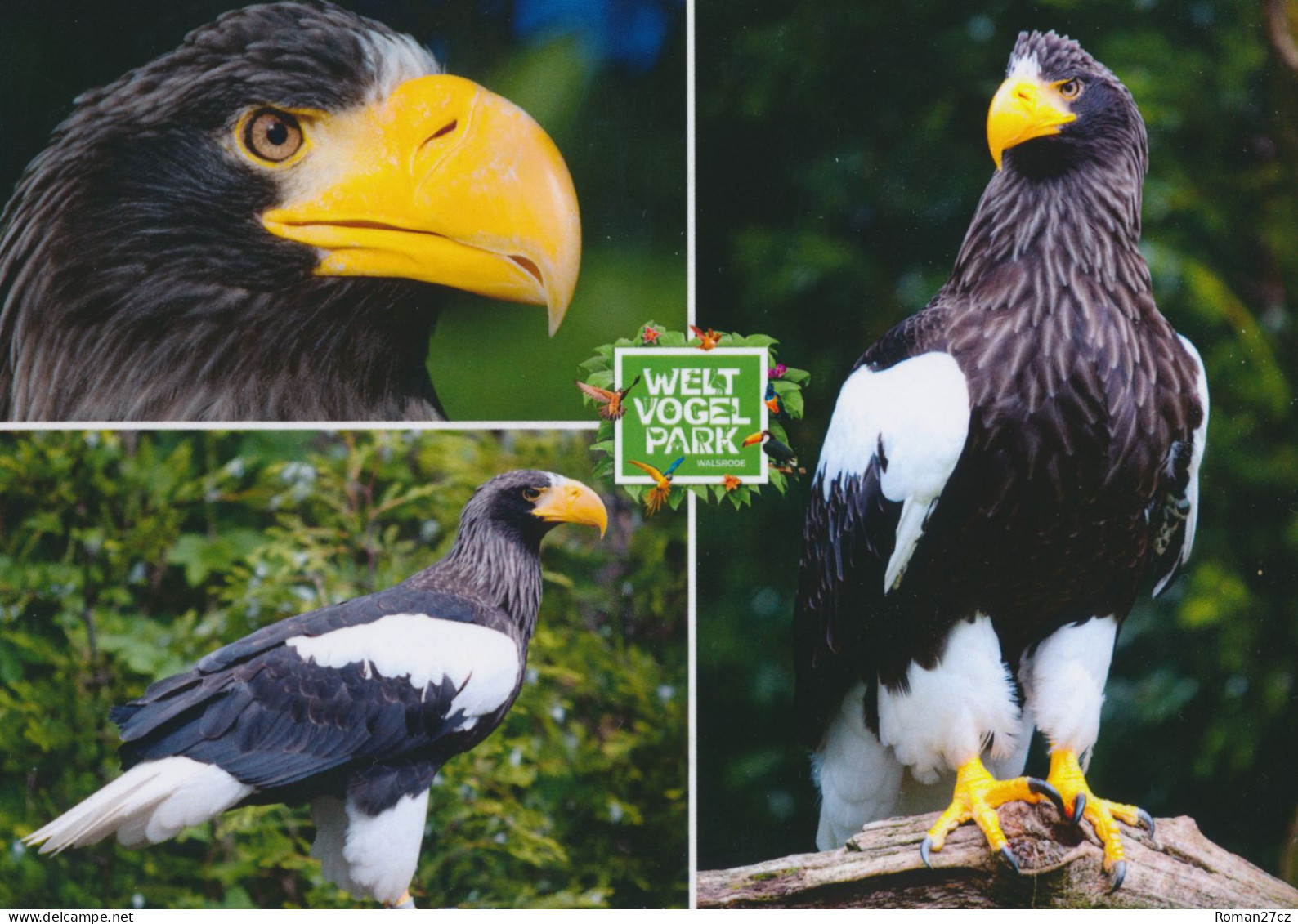 Vogelpark Walsrode (Bird Park), Germany - Eagle - Walsrode