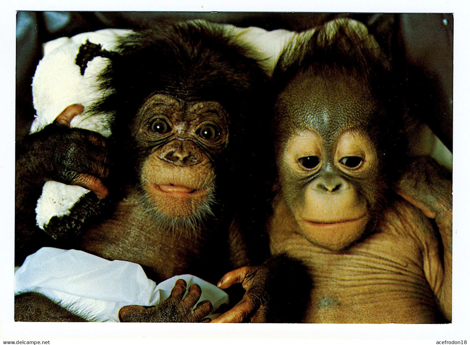 Royan - Zoo De La Palmyre - Bébé Orang-Outang Et Chimpanzé - Royan