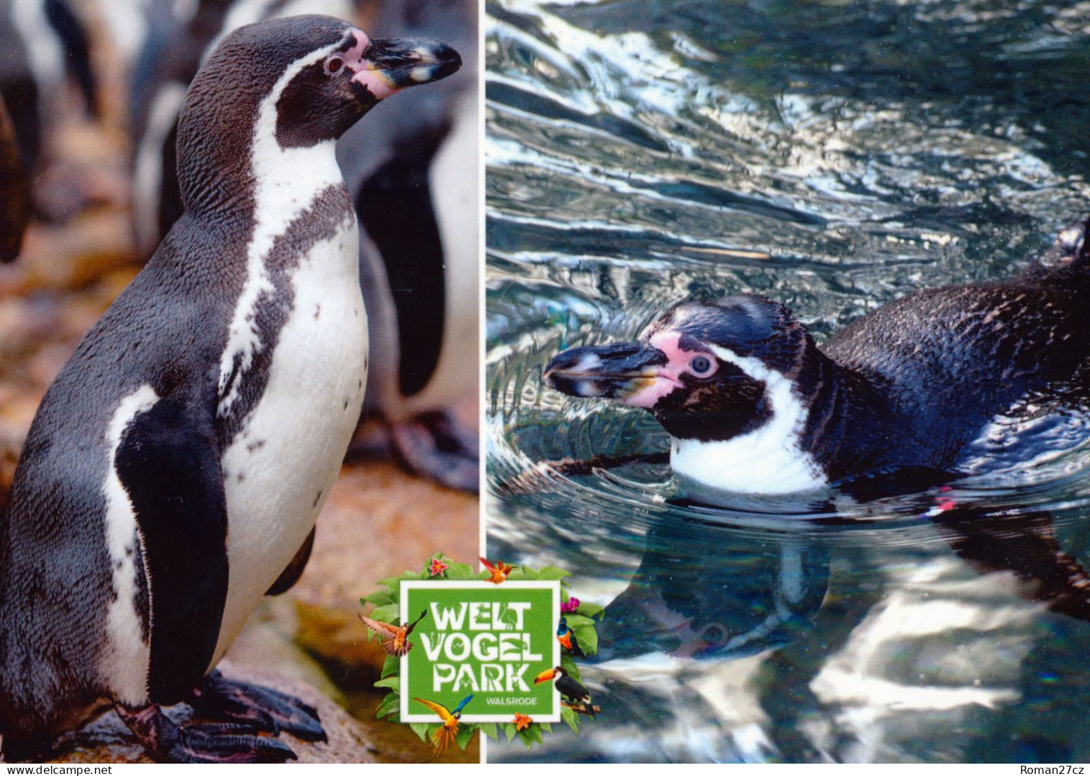 Vogelpark Walsrode (Bird Park), Germany - Penguin - Walsrode