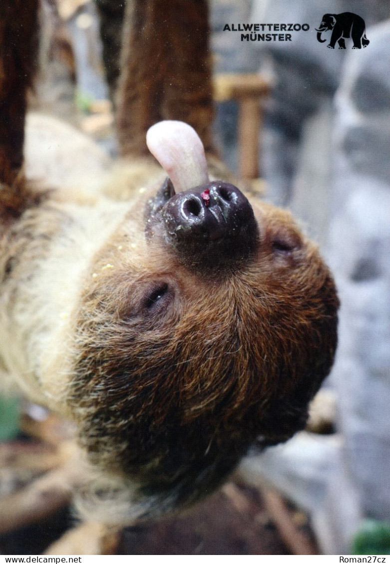 Allwetter ZOO Munster, Germany - Sloth - Muenster