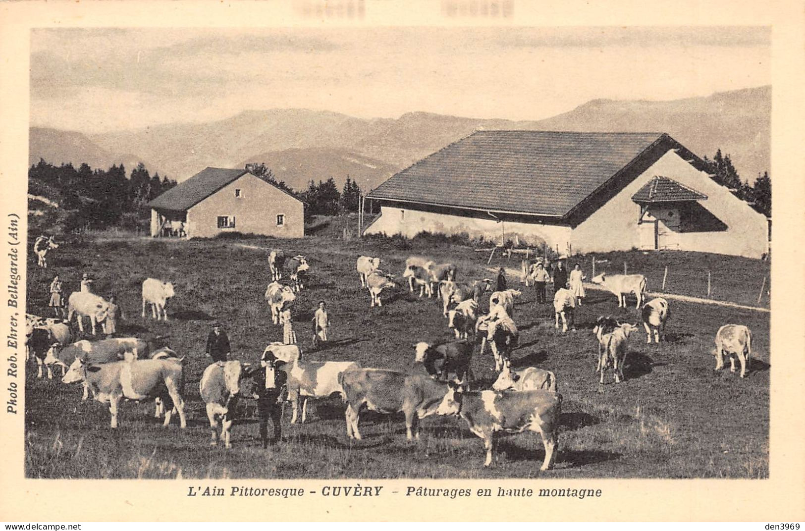 CUVERY (Ain) - Plateau De Retord - Pâturages En Haute Montagne - Troupeau De Vaches - Ohne Zuordnung