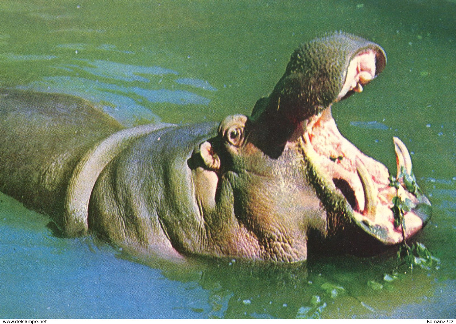 ZOO Lodz, Poland - Children's Zoo - Hippopotamus - Pologne