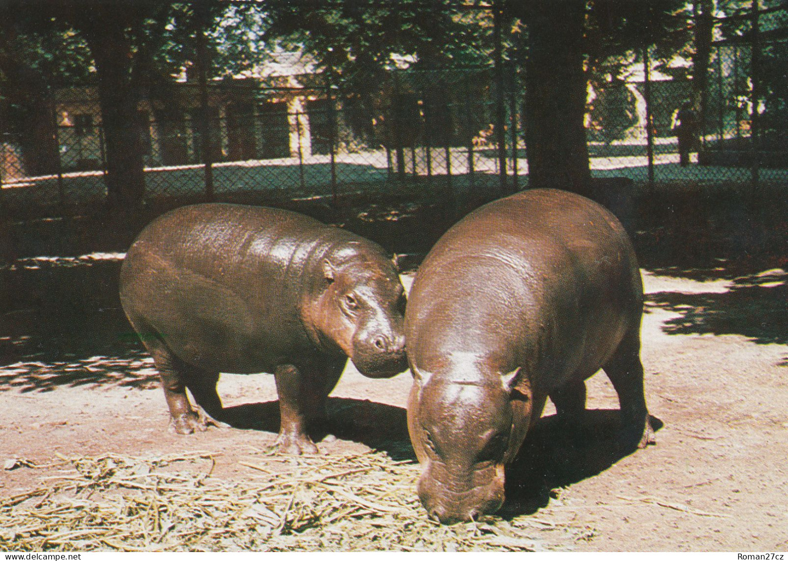 Nowe ZOO Poznan, Poland - Pygmy Hippo - Polen