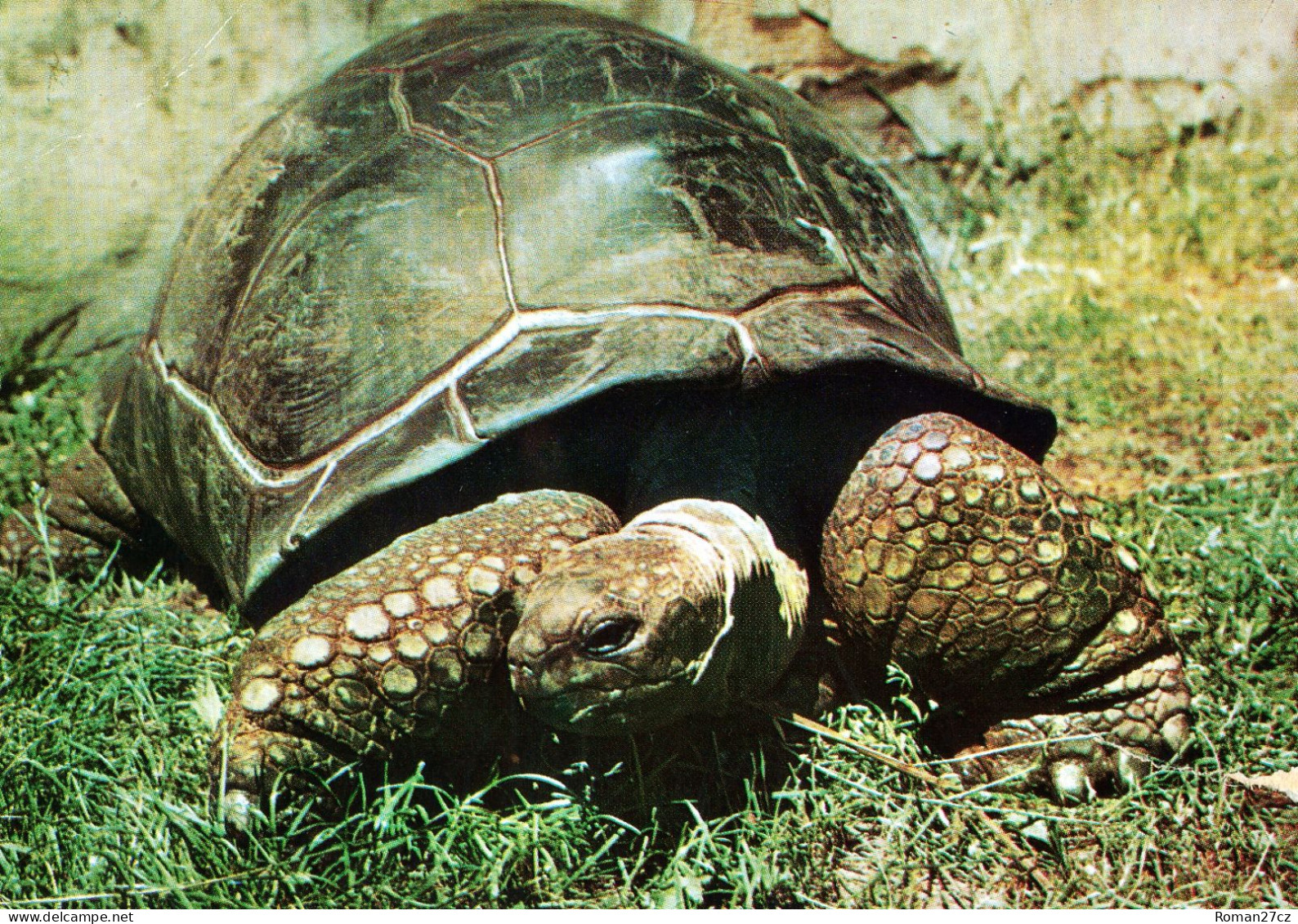 Stare ZOO Poznan, PL - Aldabra Giant Tortoise - Pologne