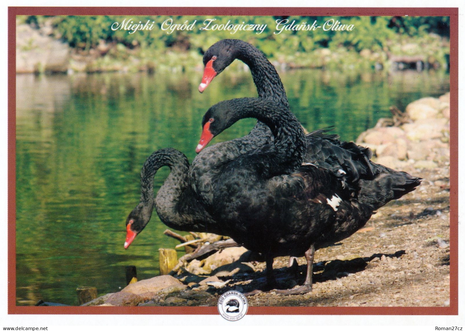 Zoo Gdansk, PL - Black Swan - Polen