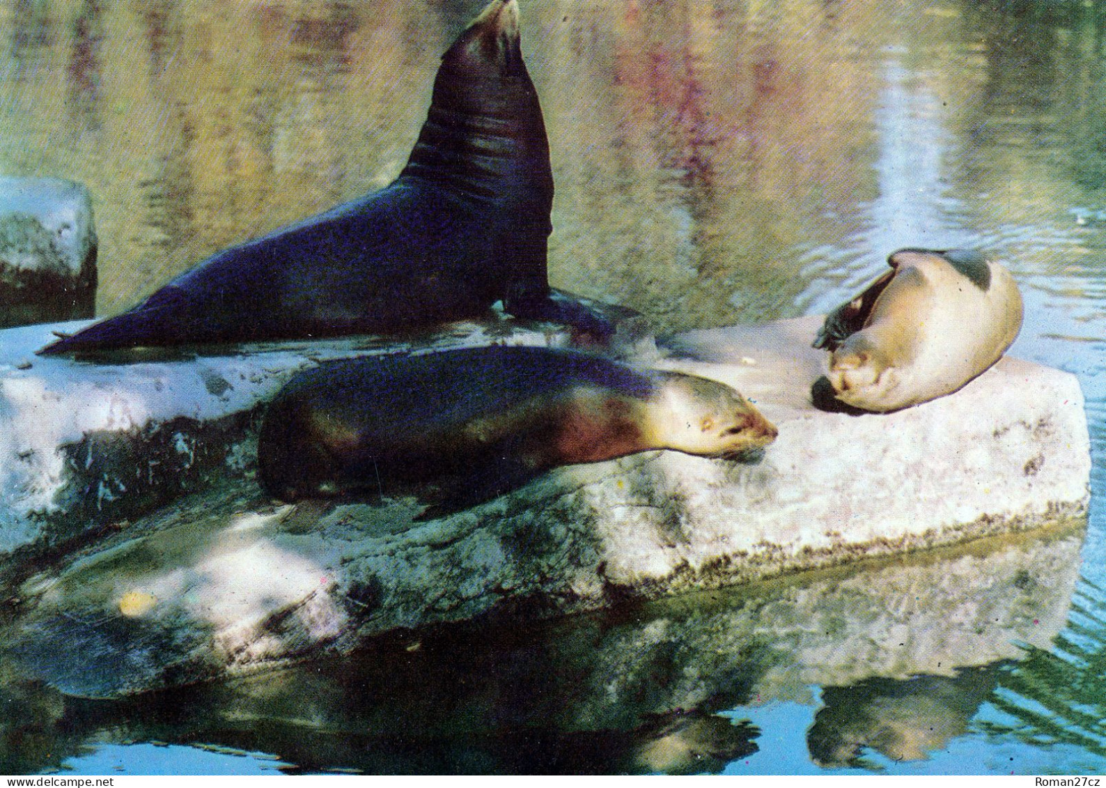 ZOO Warszawa, Poland - Sea Lions - Pologne