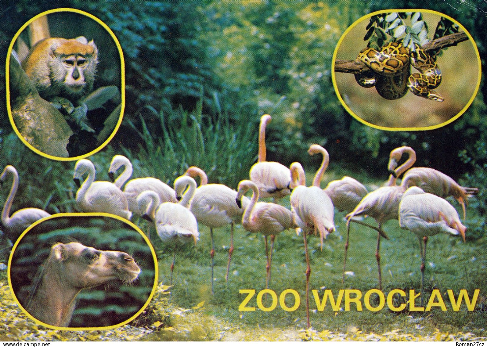 ZOO Wroclaw, Poland - Patas Monkey, Python, Camel, Flamingo - Pologne