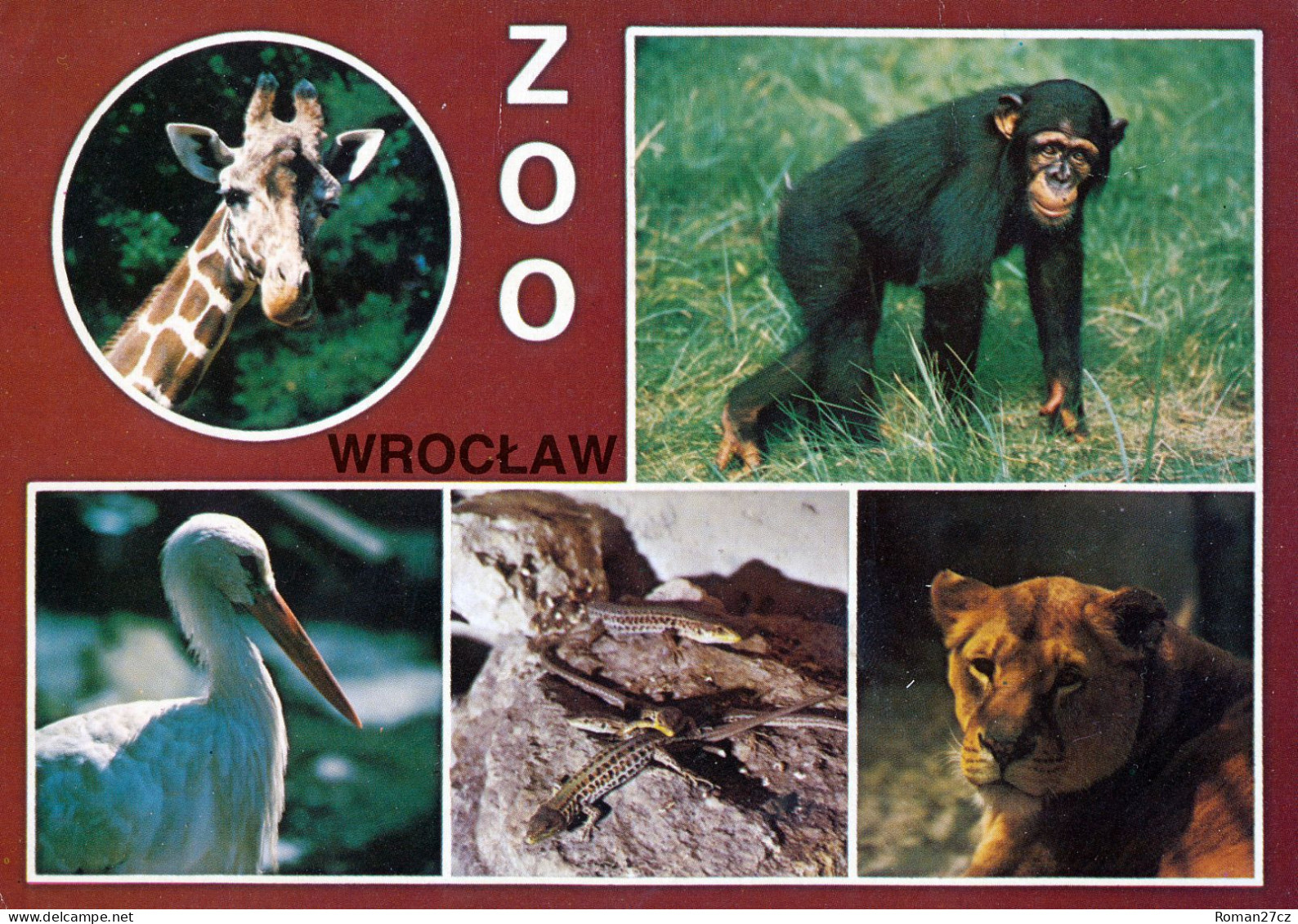 ZOO Wroclaw, Poland - Giraffe, Chimpanzee, Stork, Lizard, Lion - Pologne