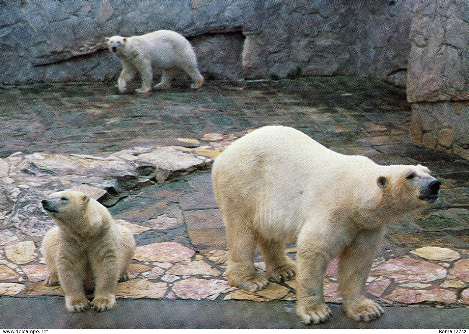 ZOO Wroclaw, Poland - Polar Bear - Pologne