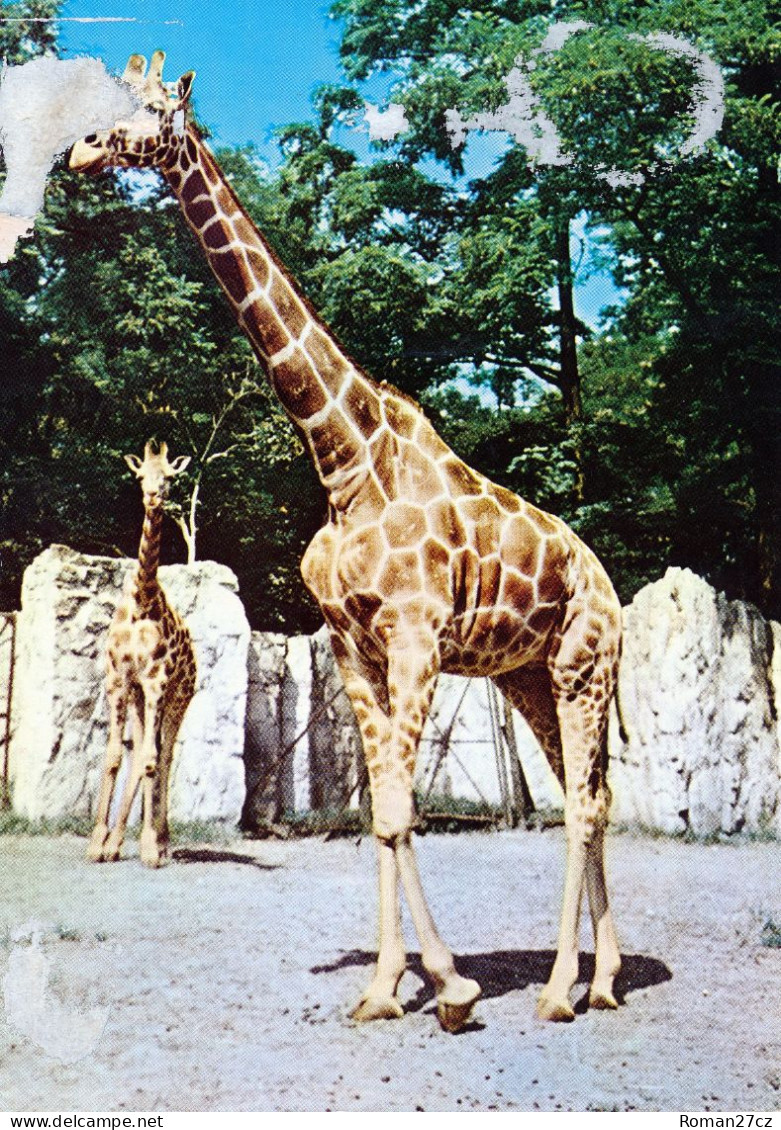 ZOO Wroclaw, Poland - Giraffe - Pologne