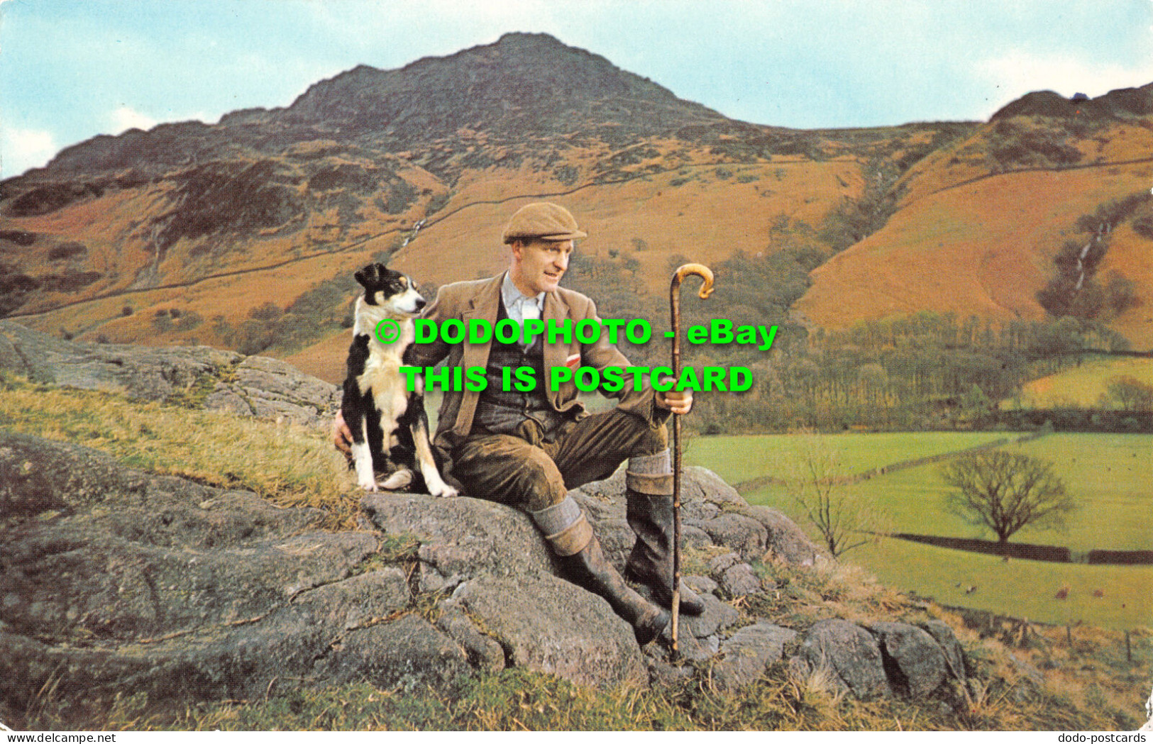 R526613 Lakeland Shepherd. Gomis. 1977 - Welt