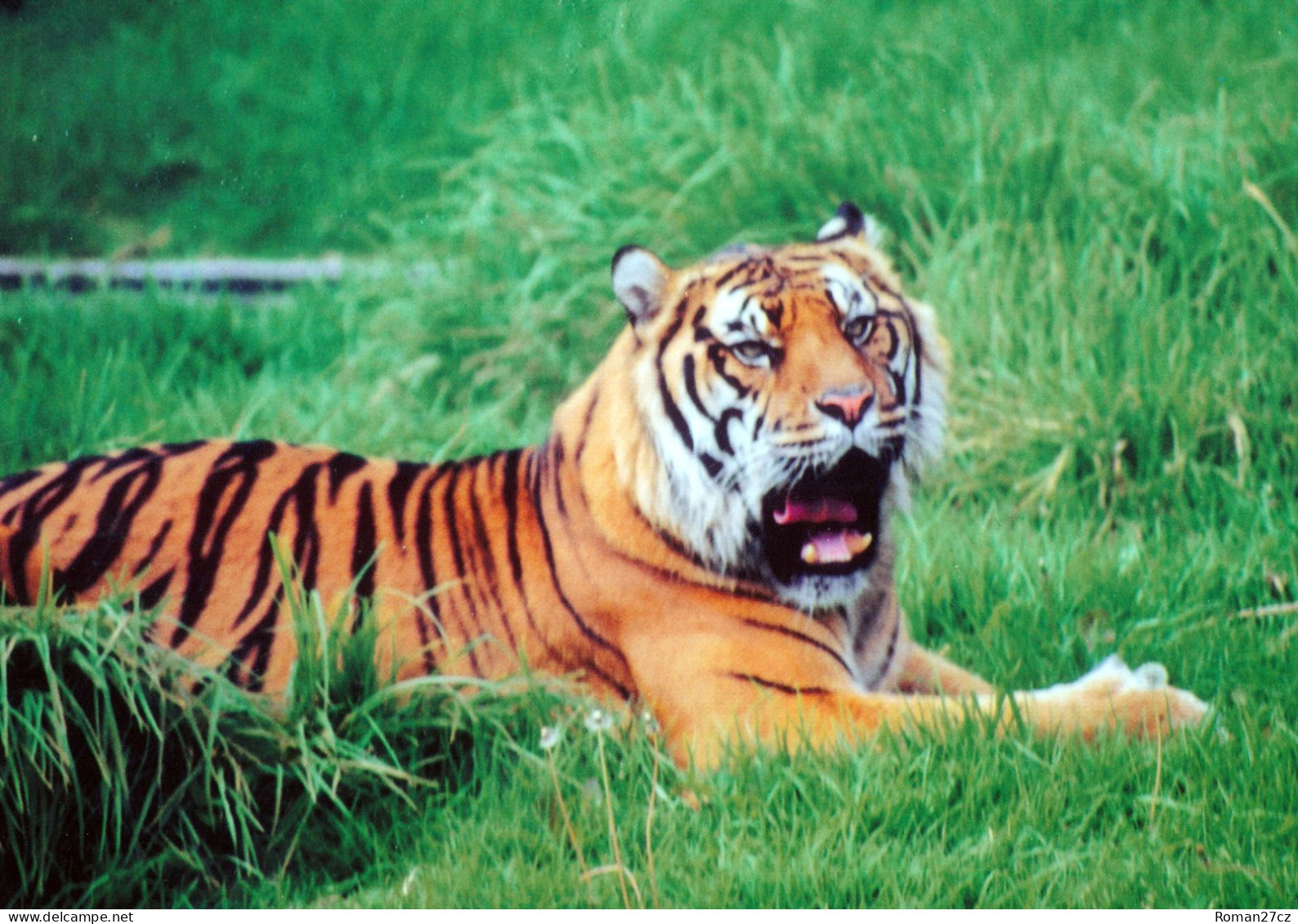 ZOO Wroclaw, Poland - Tiger - Pologne