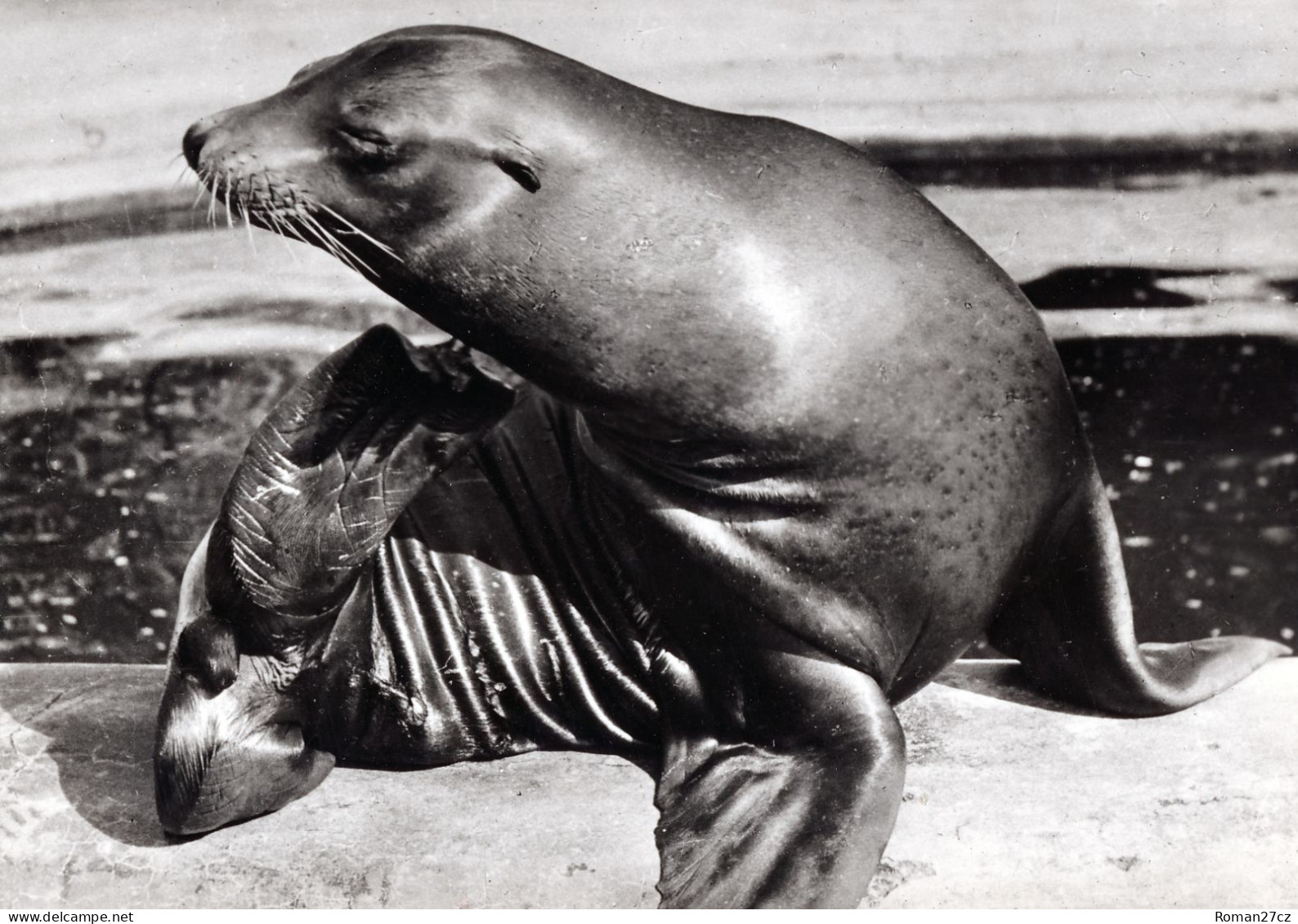 ZOO Wroclaw, Poland - Sea Lion - Pologne