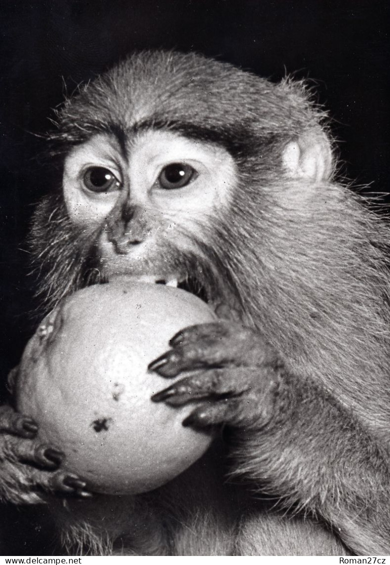 ZOO Wroclaw, Poland - Patas Monkey - Pologne