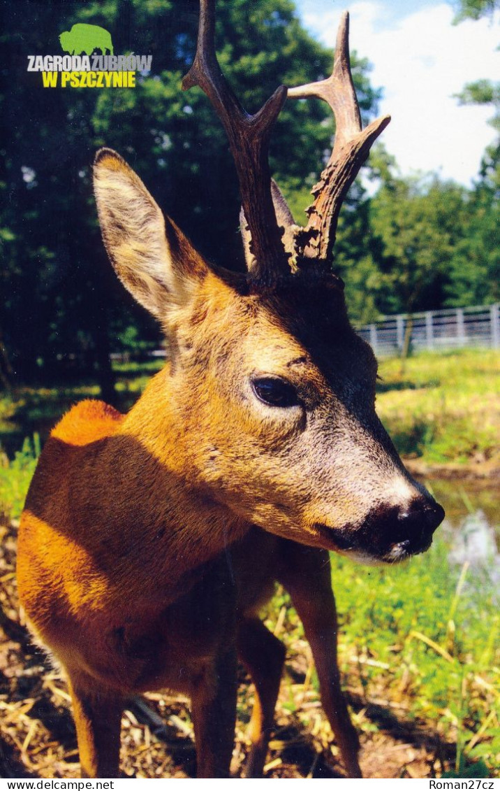 Zagroda Zubrow Psczyna (Wisent Garden, Zoo), PL - Roe Deer - Pologne