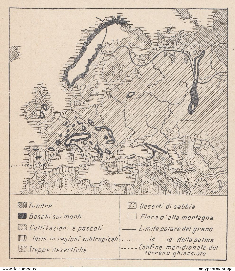 Europa, Zone Di Vegetazione, 1907 Carta Geografica Epoca, Vintage Map - Cartes Géographiques
