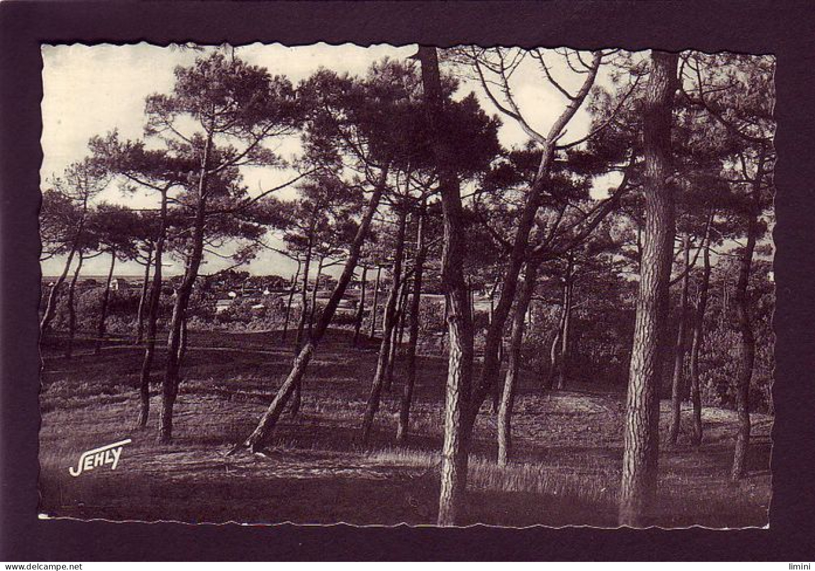 85 - ILE-de-NOIRMOUTIER - L'EPINE A TRAVERS LES BOIS -  - Ile De Noirmoutier