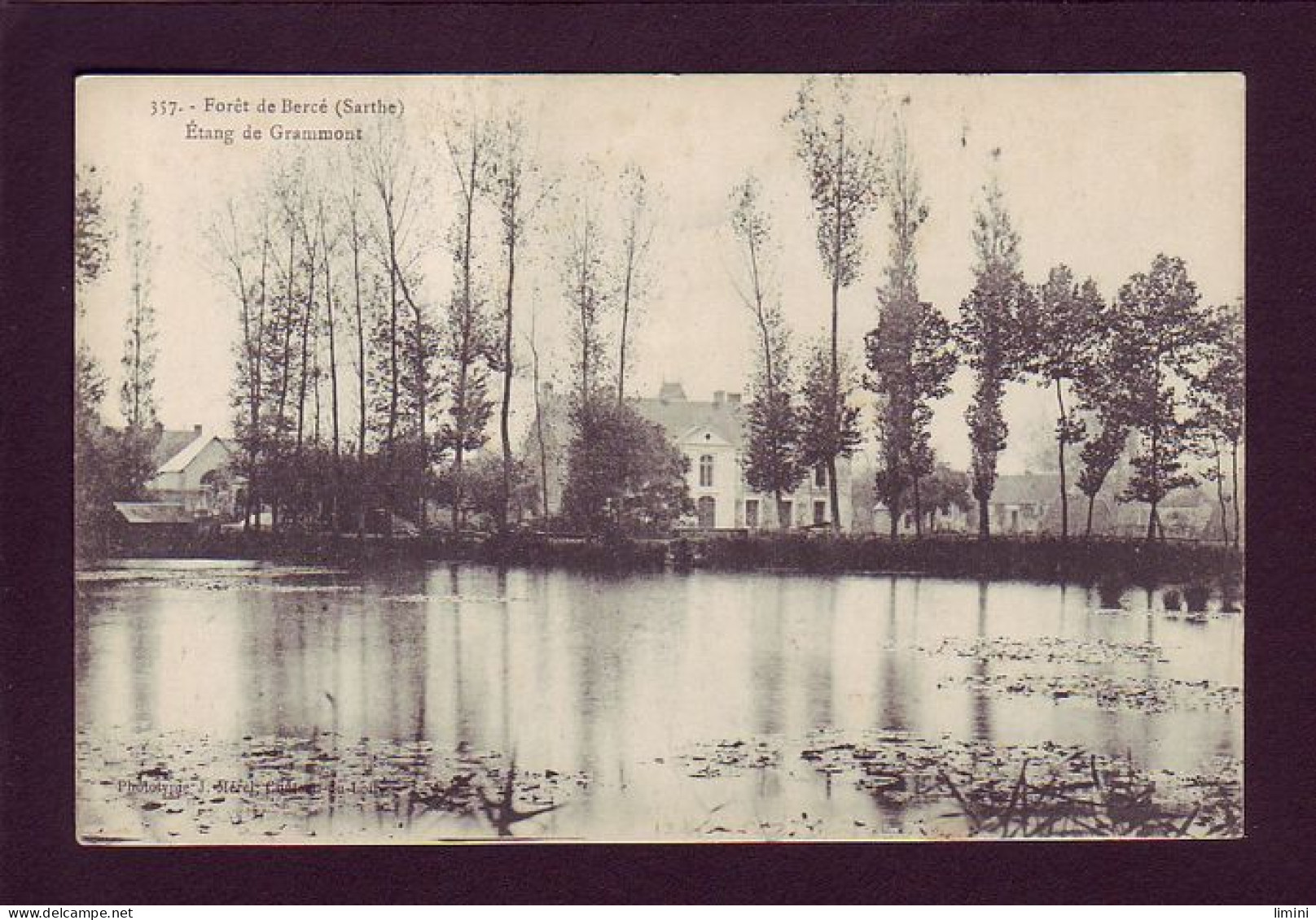 72 - FORET DE BERCE - ETANG DE GRAMMONT -  - Le Mans