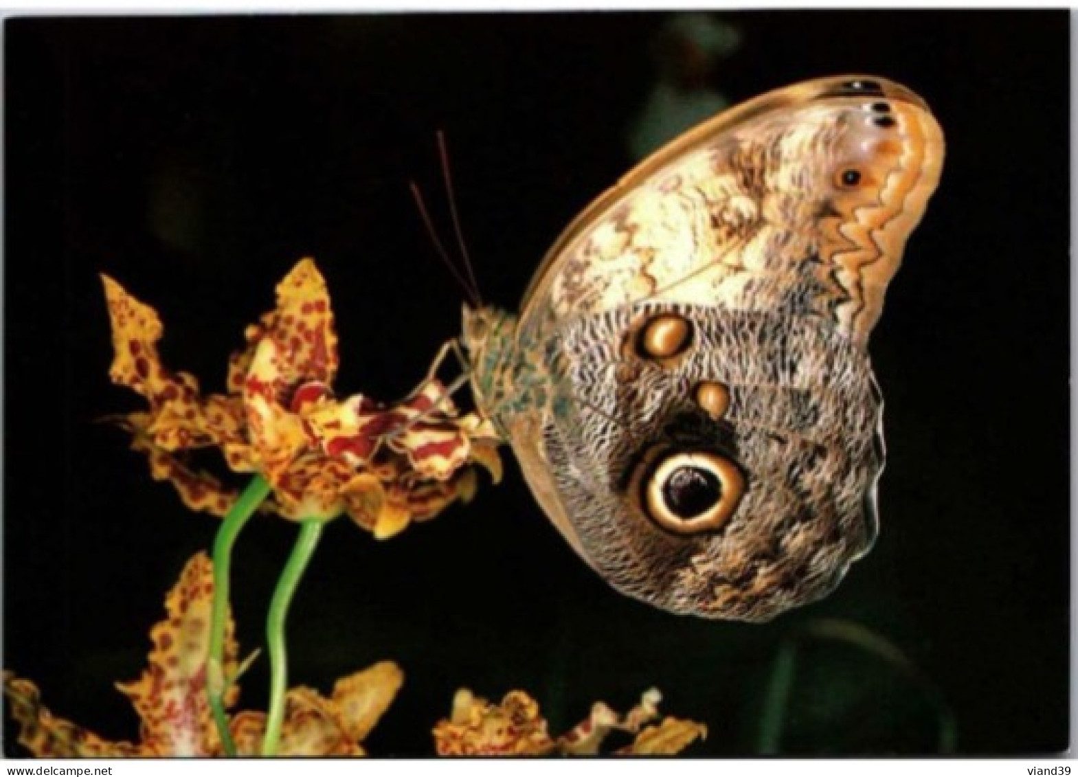 HUNAWIHR. -  Jardin Des Papillons : Caligo Eurilochus ( Pérou ) -  Non Circulée - Altri & Non Classificati