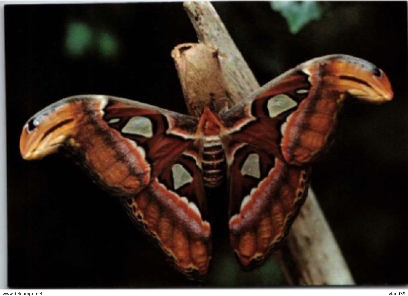 HUNAWIHR. -  Jardin Des Papillons : Attacus Atlas ( Philippines )  -  Non Circulée - Otros & Sin Clasificación