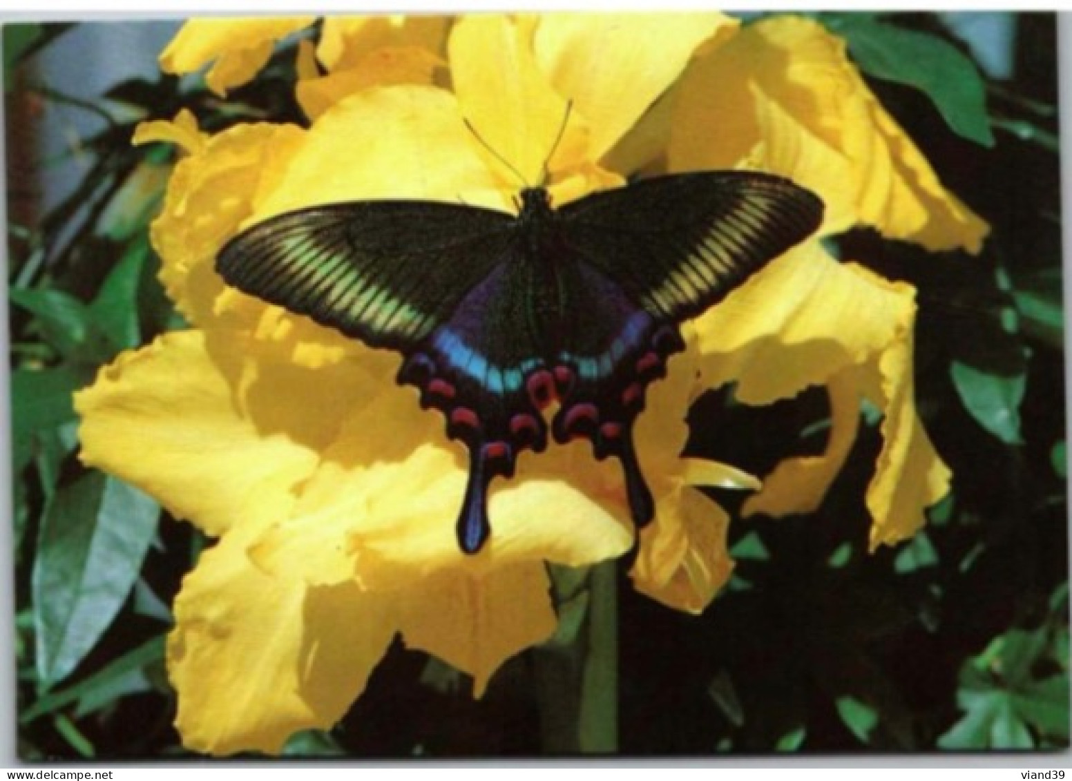 HUNAWIHR. -  Jardin Des Papillons : Papilio Bianor  ( Japon )   -  Non Circulée - Other & Unclassified