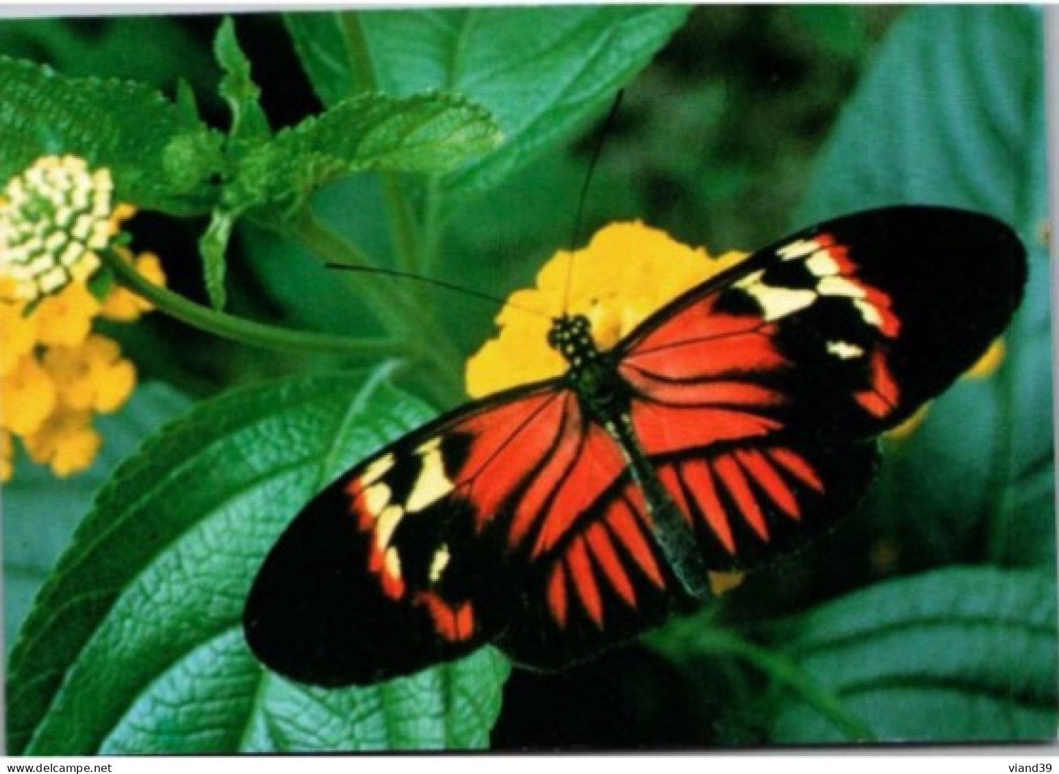 HUNAWIHR. -  Jardin Des Papillons : Heliconius Melpomene ( Amérique Du Sud )   -  Non Circulée - Other & Unclassified