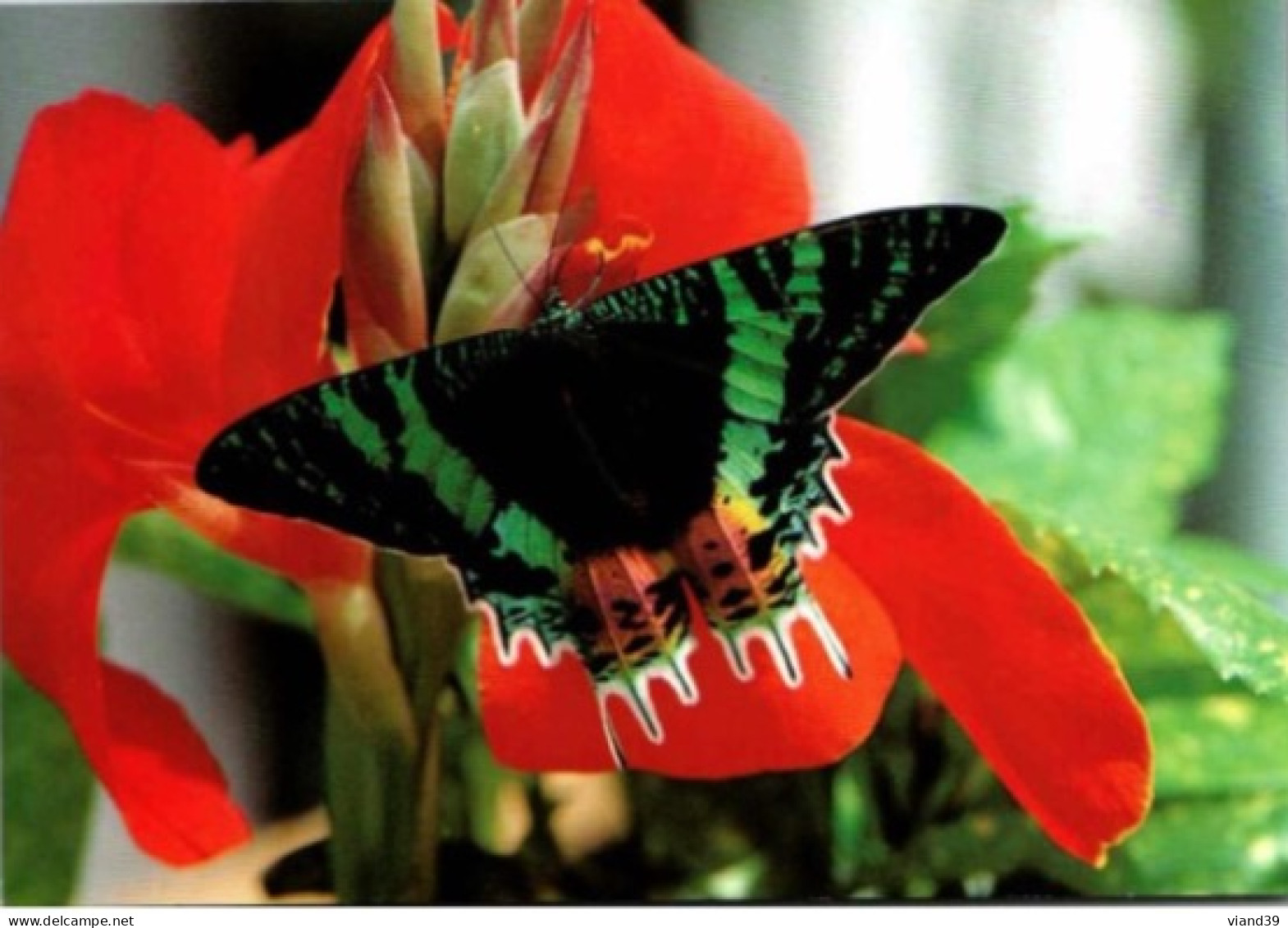 HUNAWIHR. -  Jardin Des Papillons : Urania Riphaeus ( Madagascar )   -  Non Circulée - Otros & Sin Clasificación