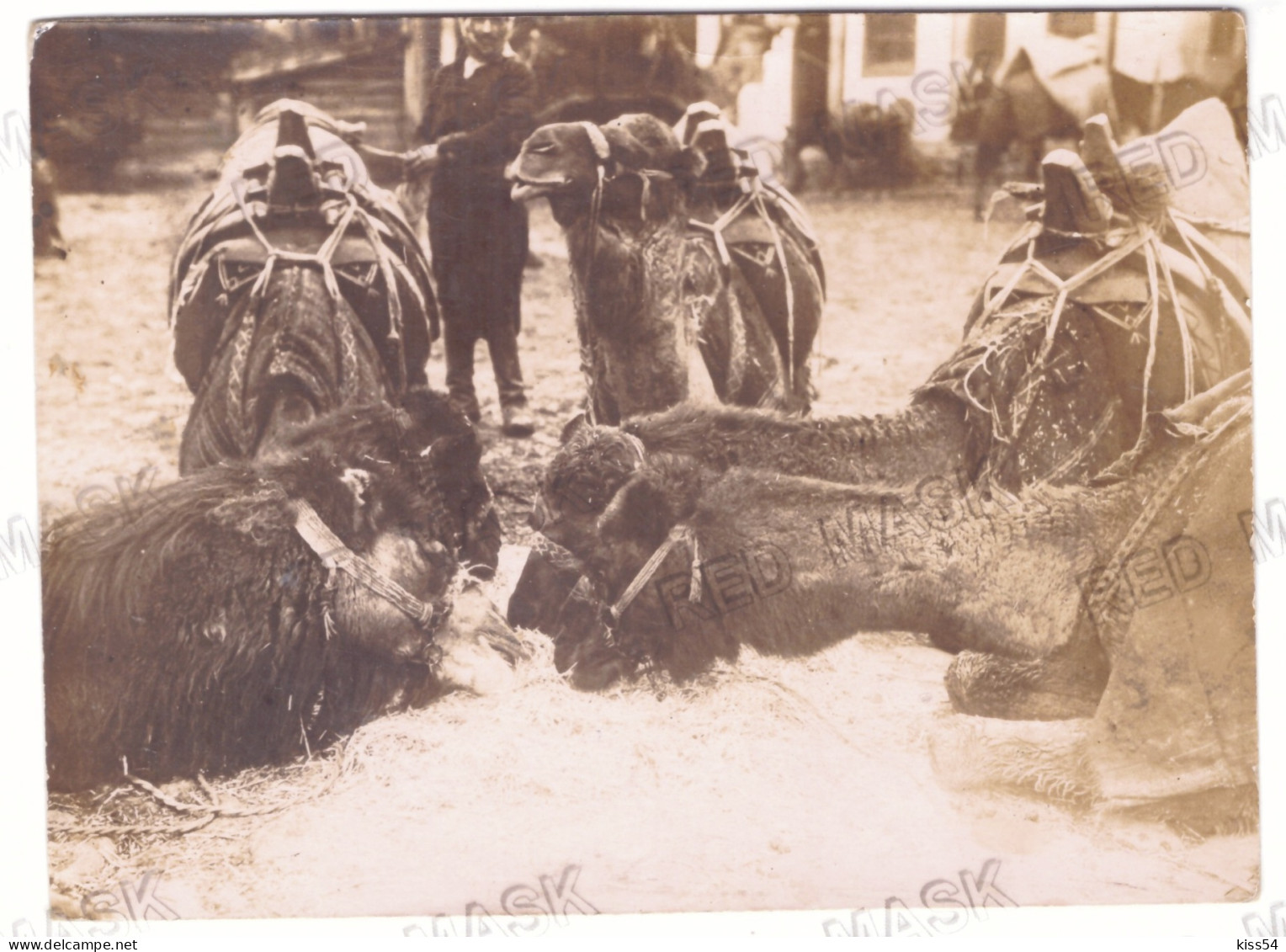TR 02 - 24120 SMYRNE, IZMIR, Camel On The Street, Turkey ( 15/10 Cm) - Old Photocard - Unused - Turkije