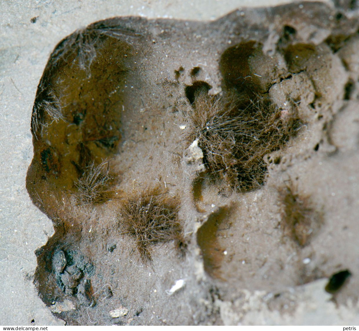 Mineral - Breislakite ( Montalto Di Castro, Grosseto, Italia) - Lot.1056 - Minéraux