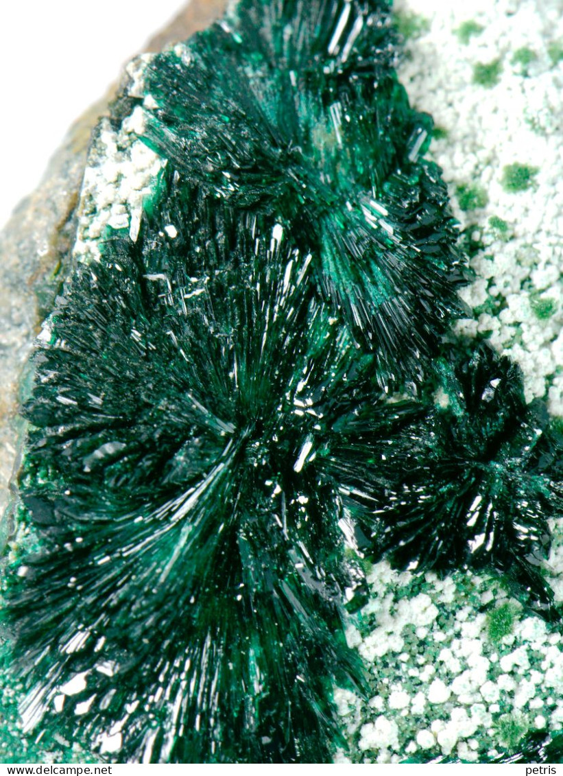 Mineral - Atacamite (La Farola Mine, Cerro Pintado, Tierra Amarilla, Atacama, Chile) - Lot.931 - Minerals