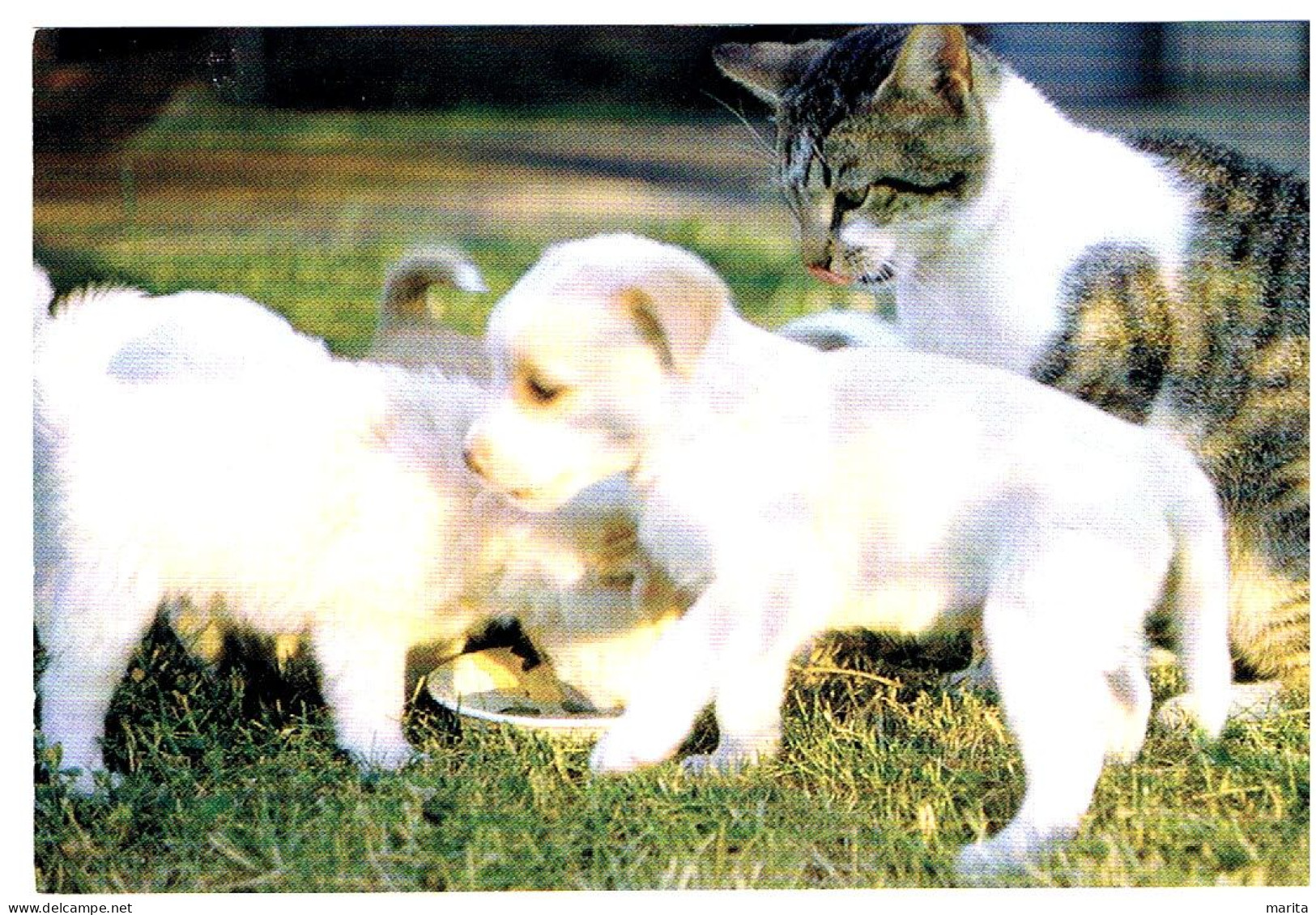 Chat Et Chiens - Cat And Dogs -katze Hunden-  Poes En  Honden - Katten