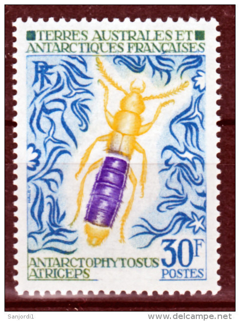 TAAF    51  Insecte 1973 25% De Cote   Neuf ** MNH Sin Charmela Cote 25 - Nuovi