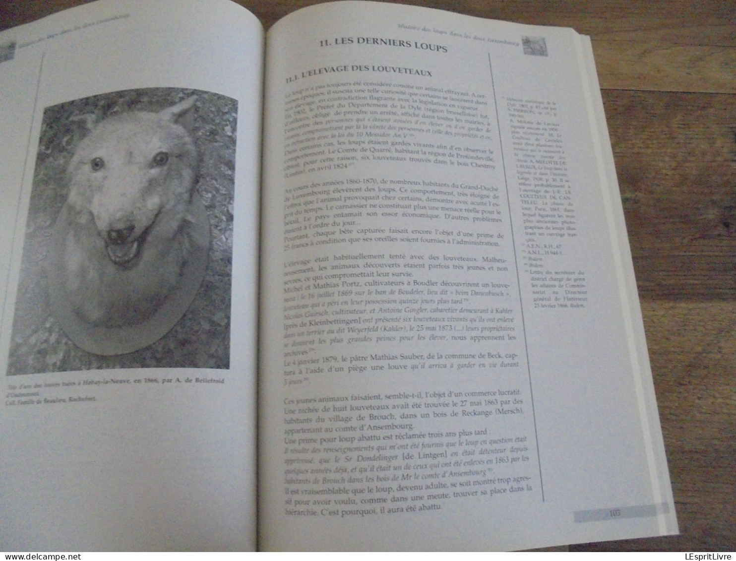 HISTOIRE DES LOUPS DANS LES DEUX LUXEMBOURG Régionalisme Loup Ardenne Braconnage Piège Chasse Folklore Saint Récits