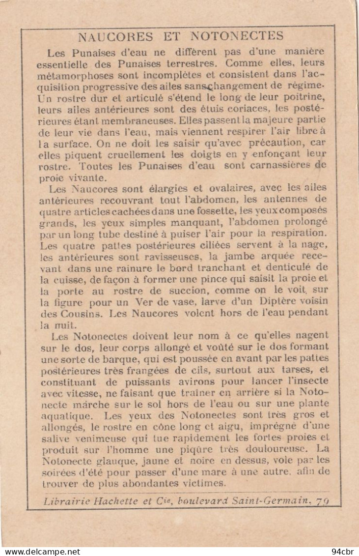 CHROMO IMAGE (  8.5 X13) Naucores Et Notonectes (  B.bur Chromo) - Autres & Non Classés