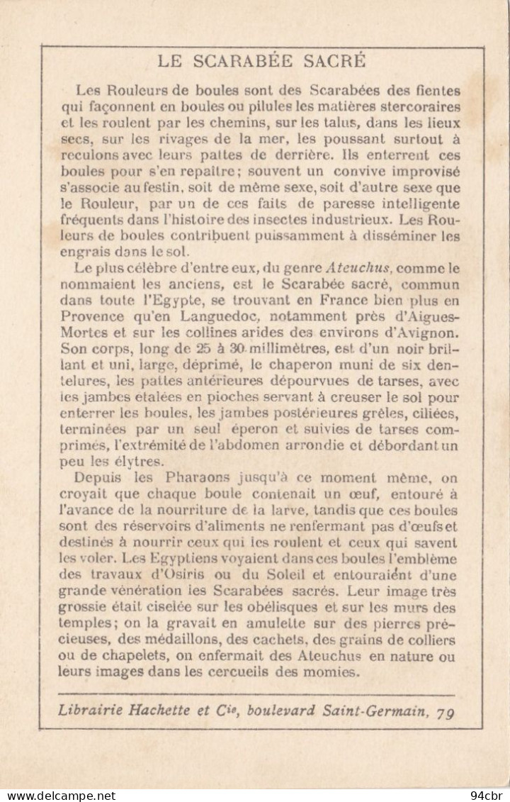 CHROMO IMAGE ( 7x11))  Le Scarabée Sacré   (  B.bur Chromo) - Altri & Non Classificati