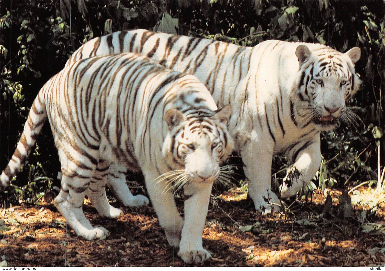 MO-24-342 : SAINT-AIGNAN-SUR-CHER. ZOO-PARC DE BEAUVAL. LES TIGRES BLANCS - Saint Aignan