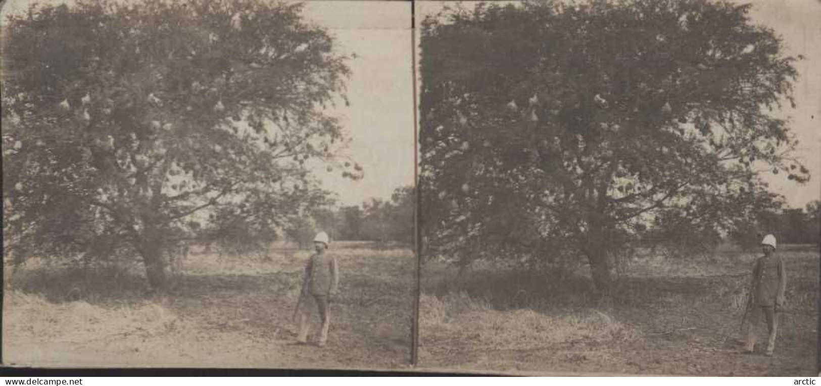 Photo Stéréoscopique Tchad Fort Lamy Sous Un Arbre Couvert De Nids De "gendarmes" - Stereoscopic