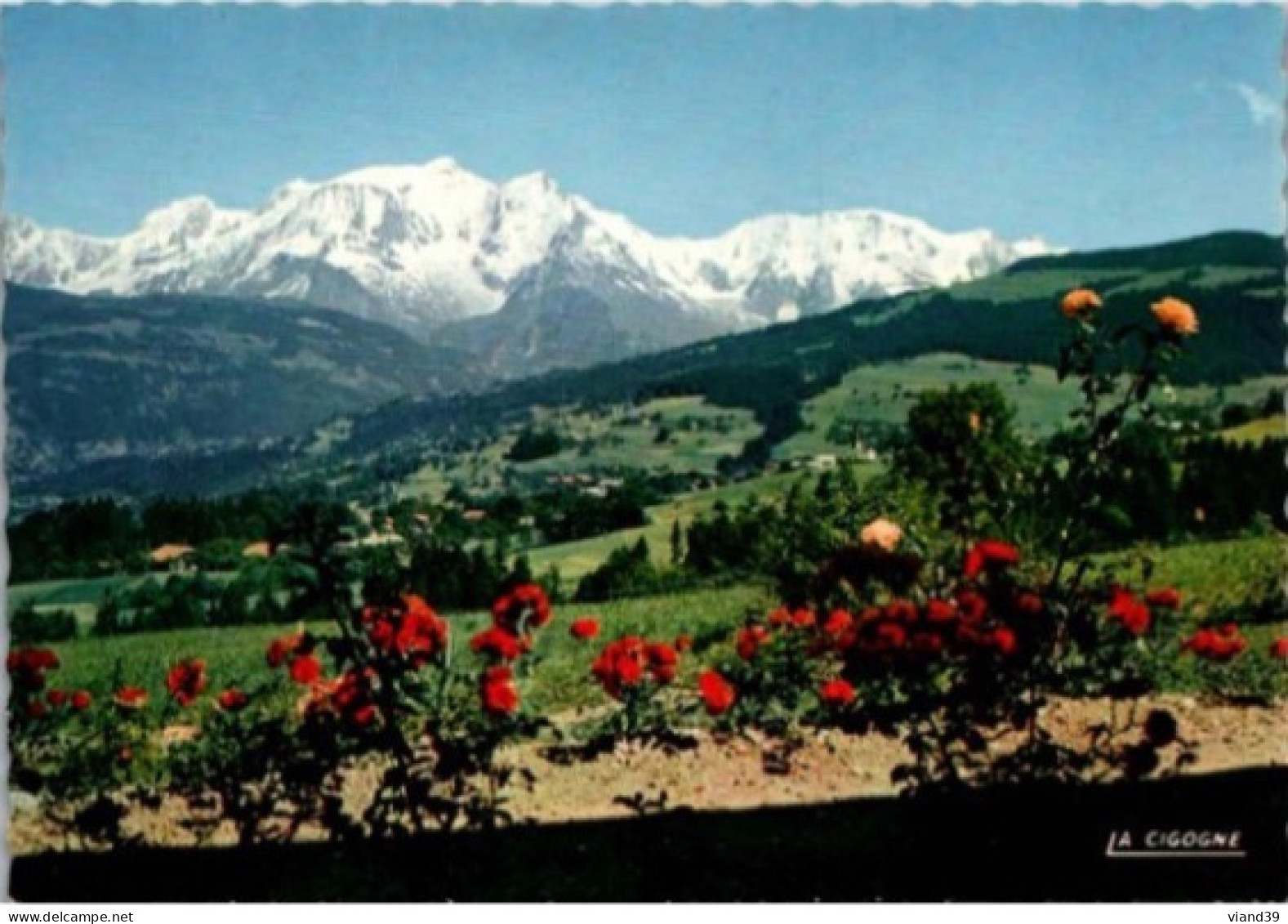 Panorama Sur La Massif Du MONT BLANC. -    -    Non Circulée. - Chamonix-Mont-Blanc