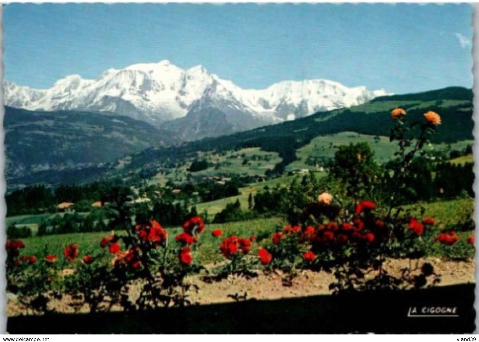 Panorama Sur La Massif Du MONT BLANC. -    -    Non Circulée. - Chamonix-Mont-Blanc