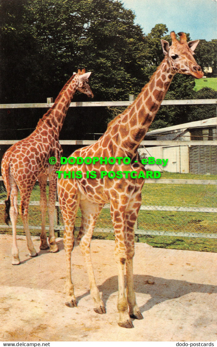 R527781 Chessington Zoos Giraffes. Surrey. Cotman Color Series. Jarrold - World