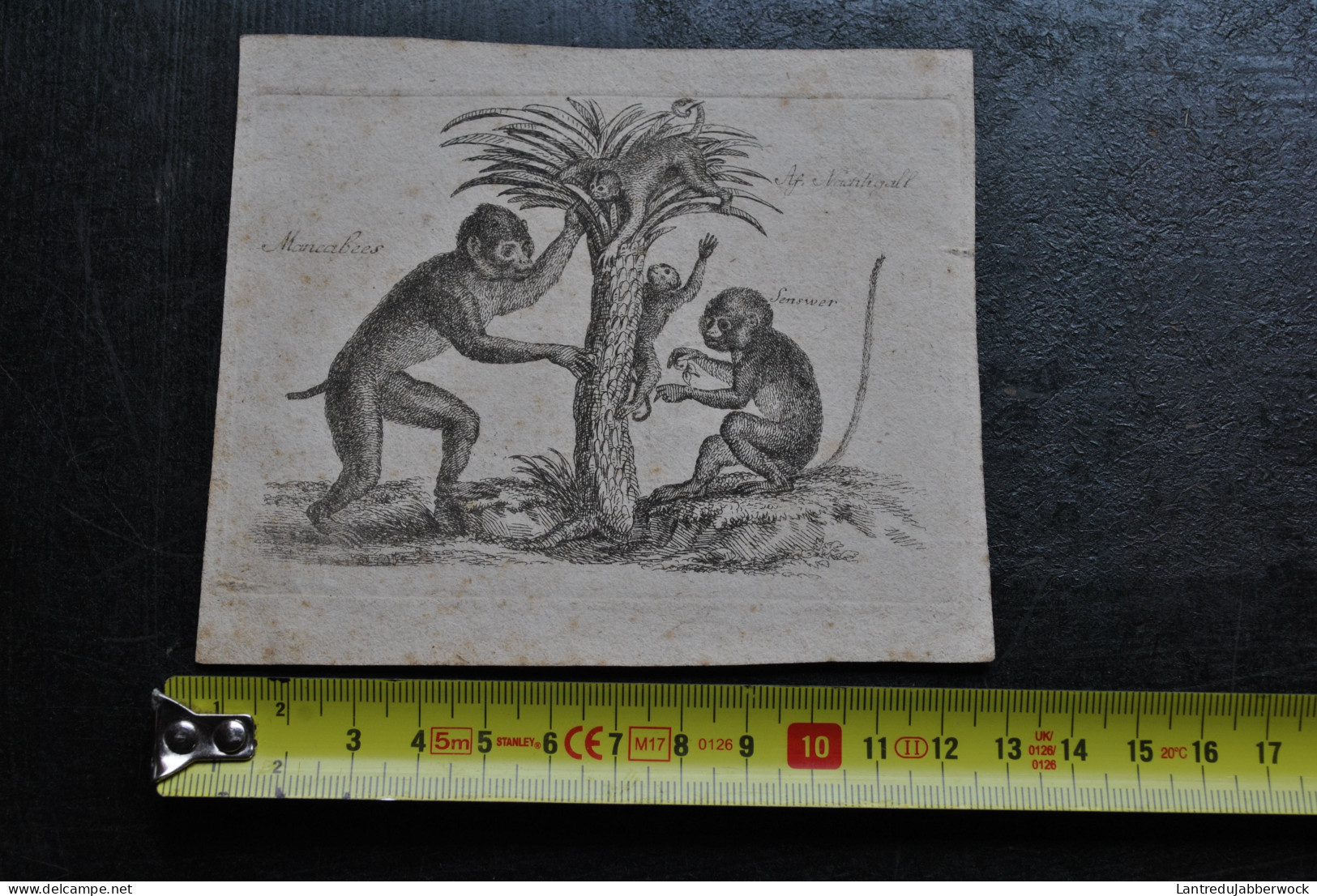 Petite Gravure Au Noir (12,5 X 10,5 Cm) De Différents Singes Au Palmier Mancabees Senswer Af. Nachtigall Buffon XIXè - Estampes & Gravures