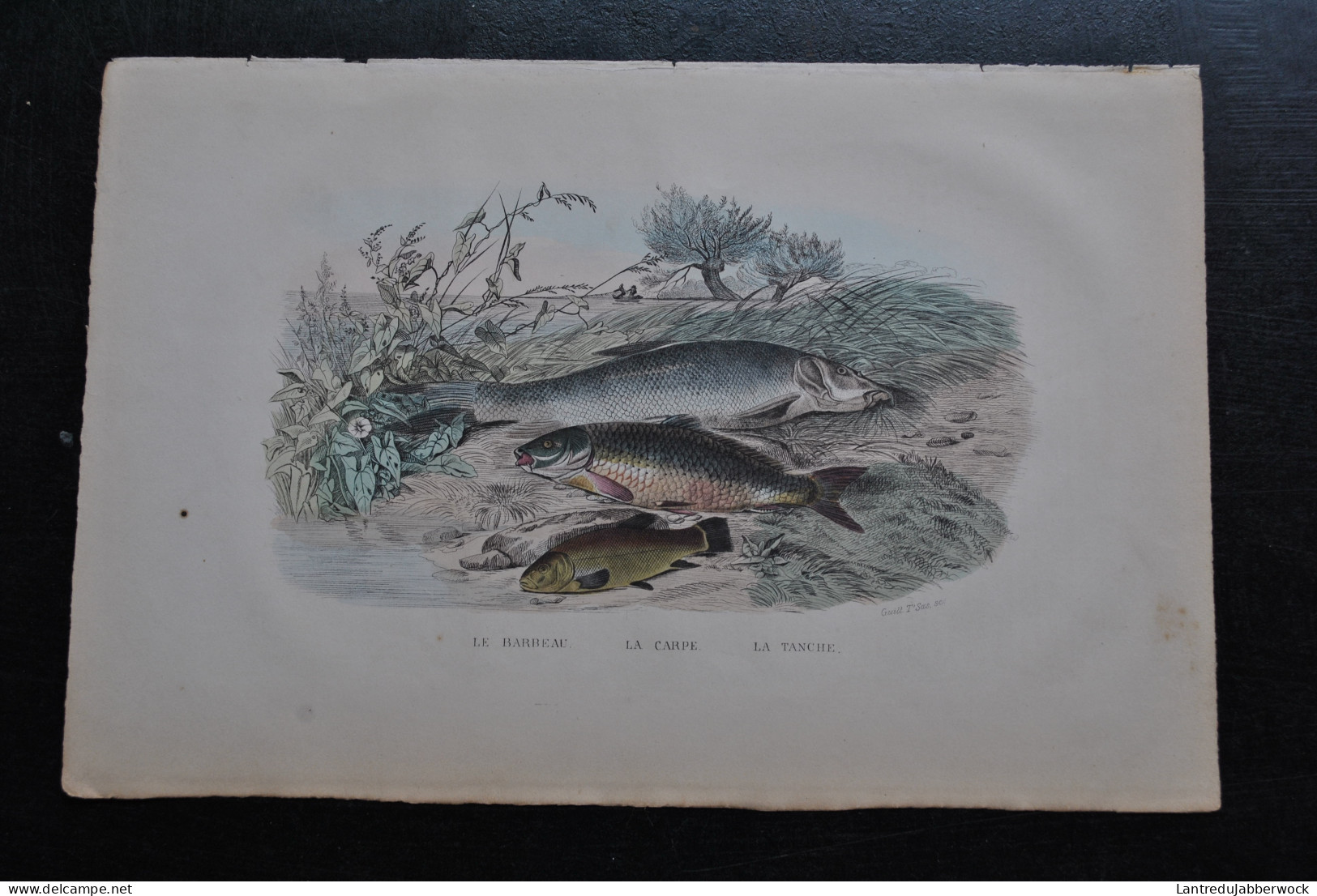 Gravure Couleurs (27,5 X 18 Cm) De Buffon XIXè Le Barbeau La Carpe La Tanche Poisson Rivière étang Fleuve - Estampes & Gravures