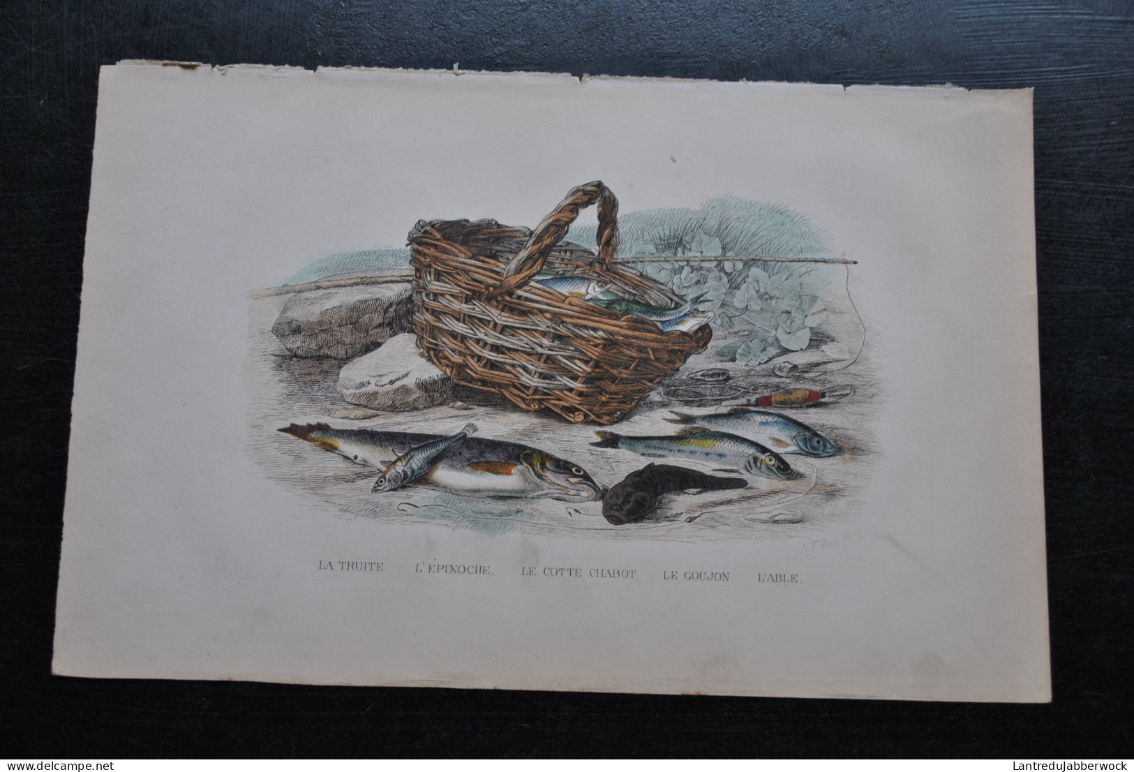 Gravure Couleurs (27,5 X 18) Buffon XIXè La Truite L'épinoche Le Cotte Chabot Le Goujon L'able Poisson Rivière étang  - Estampes & Gravures