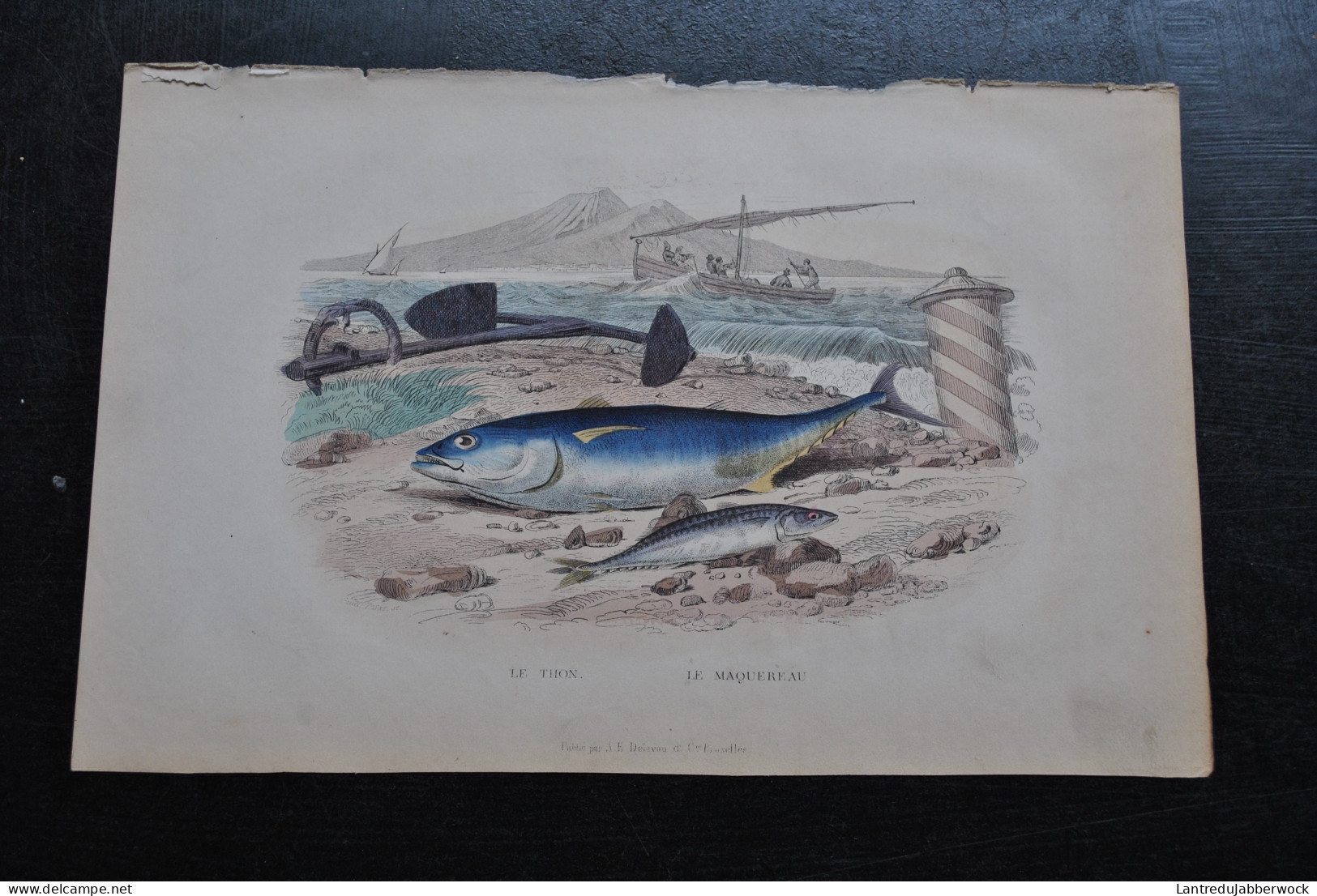 Gravure Couleurs (27,5 X 18) Buffon XIXè Coryphène Hippurus L'échenéis Rémora Le Nason Licornet Poisson Mer Océan - Estampes & Gravures