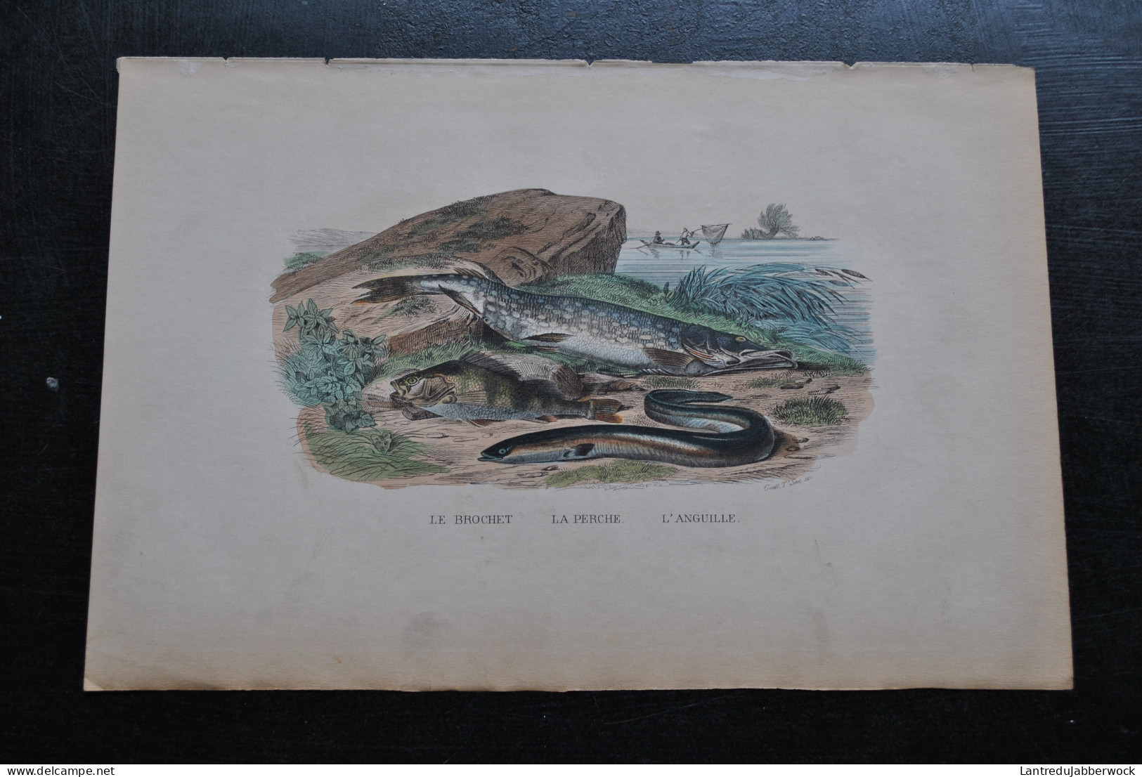 Gravure Couleurs (27,5 X 18) Buffon XIXè Le Brochet La Perche L'anguille Poisson Rivière étang Fleuve Pêche - Estampes & Gravures