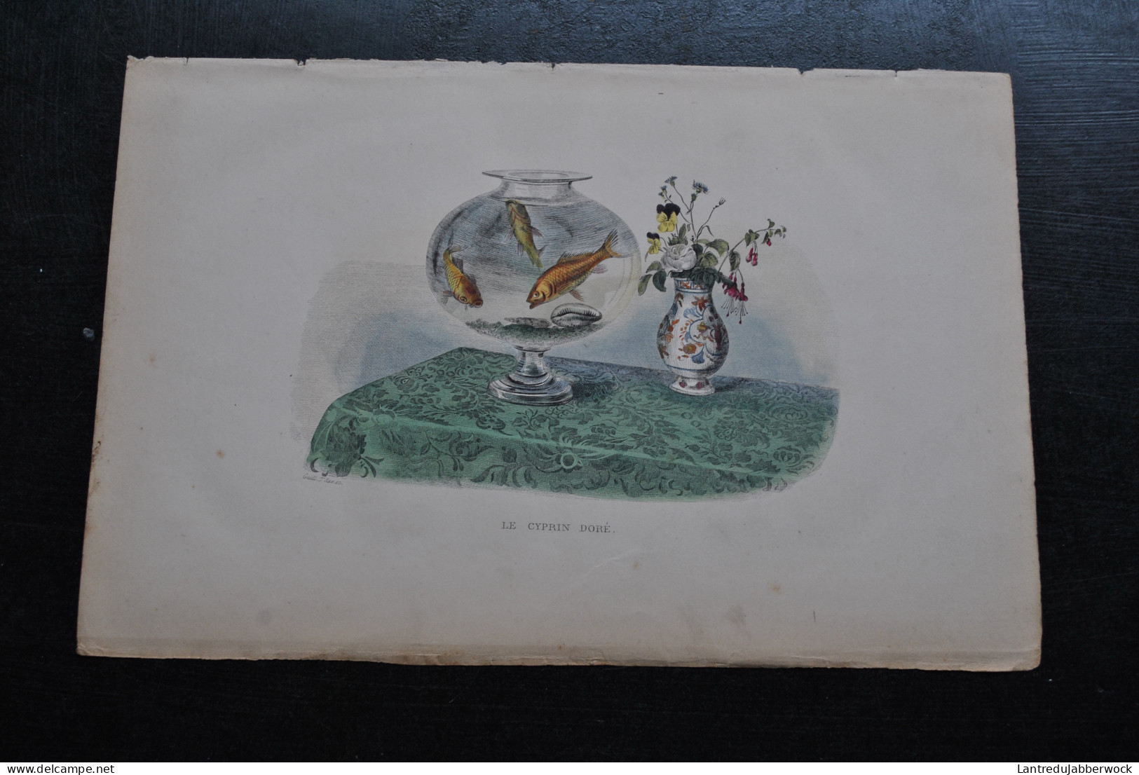 Gravure Couleurs (27,5 X 18) Buffon XIXè Le Cyprin Doré Aquarium Rond Vase Delft Imari? Poisson Eau Douce Rivière - Estampes & Gravures